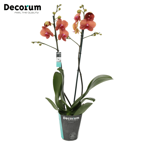 Orchidee 'Surf Song' (Phalaenopsis Midiflora)